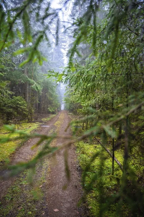 Gerahmter Druck : Kleiner Wanderweg durch den Grünen Wald. Gerahmter Druck : Kleiner Wanderweg durch den Grünen Wald.