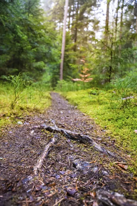 Gerahmter Druck : Kleiner Wanderweg durch den grünen Wald. Gerahmter Druck : Kleiner Wanderweg durch den grünen Wald.