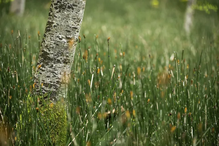 Gerahmter Druck : Kleiner Baum mit Schilffeld, Mindelheim. Gerahmter Druck : Kleiner Baum mit Schilffeld, Mindelheim.