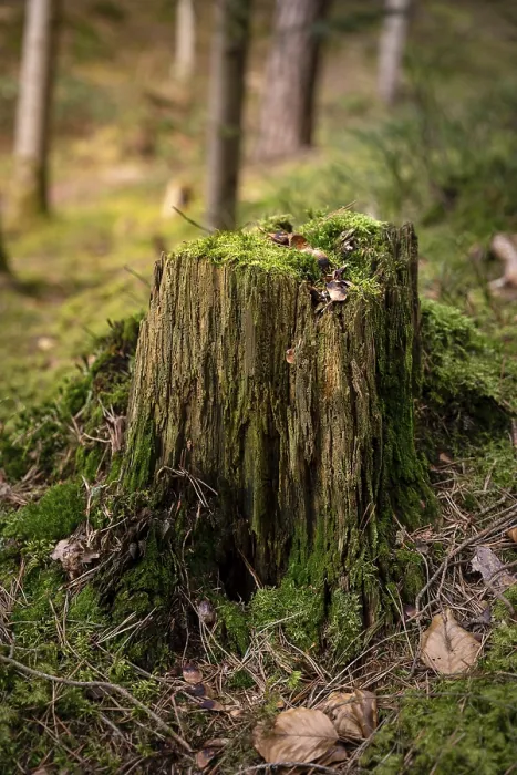 Gerahmter Druck : Ein kleiner Baumstumpf im Schwarzwald. Gerahmter Druck : Ein kleiner Baumstumpf im Schwarzwald.