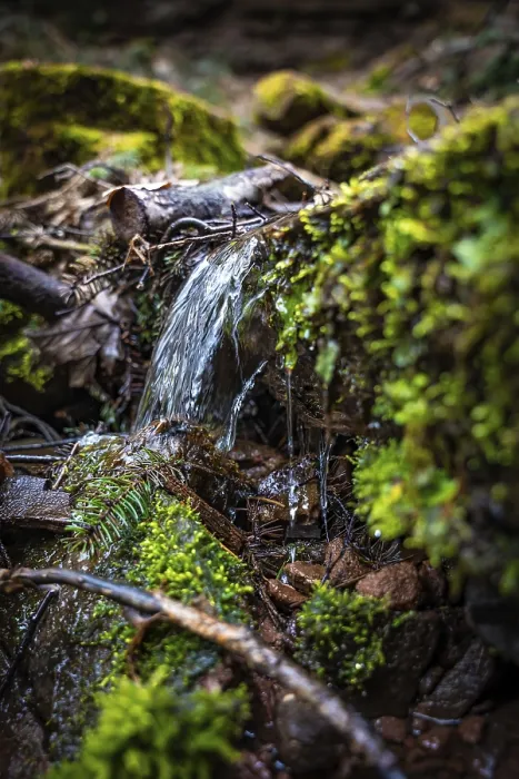 Gerahmter Druck : Kleiner Wasserfall in den Wald, Schwarzwald. Gerahmter Druck : Kleiner Wasserfall in den Wald, Schwarzwald.