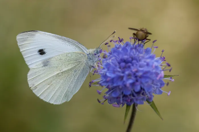 Gerahmter Druck : Kleinweisse Kohl, Weißkohl