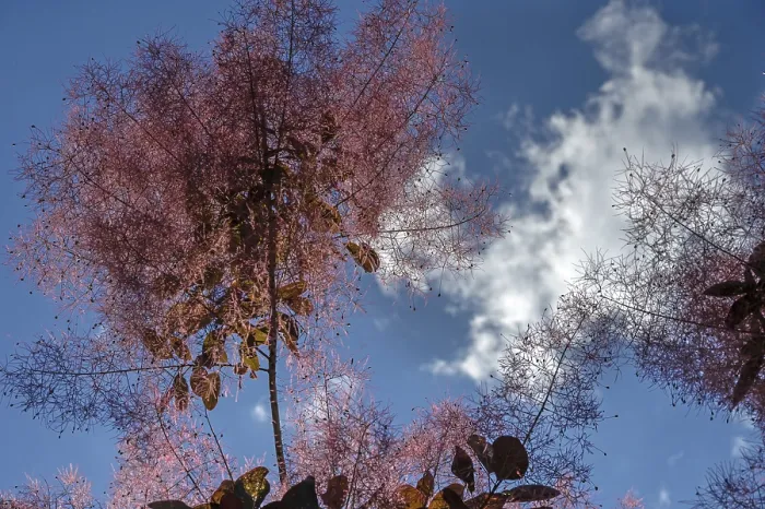 Gerahmter Druck : Rauchbuche (Cotinus coggygria) Gerahmter Druck : Rauchbuche (Cotinus coggygria)