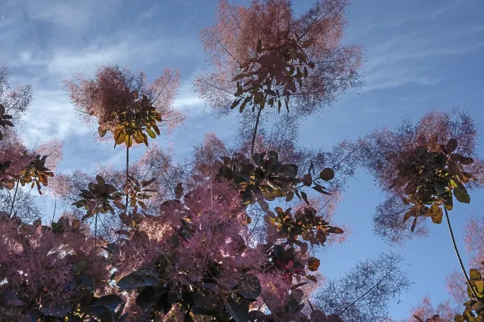 Gerahmter Druck : Rauchbuche (Cotinus coggygria) Gerahmter Druck : Rauchbuche (Cotinus coggygria)