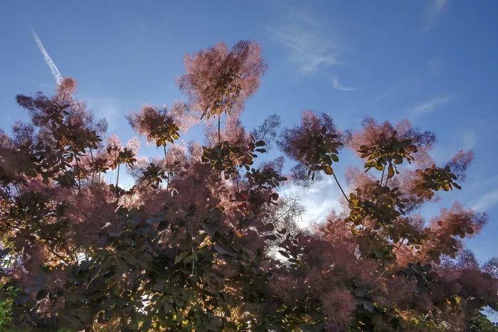 Gerahmter Druck : Rauchstrauch (Cotinus coggygria) Gerahmter Druck : Rauchstrauch (Cotinus coggygria)