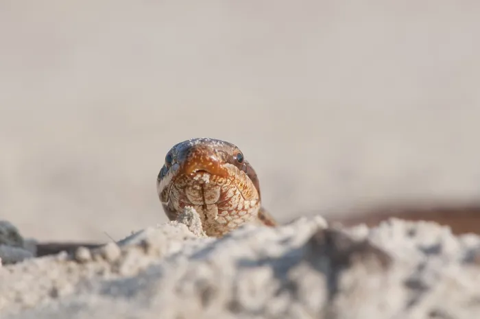 Gerahmter Druck : Glatter Schlangenotter (Coronella austriaca)
