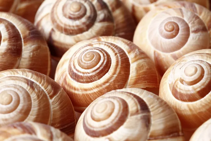 Gerahmter Druck : Schneckenunterkunft Gerahmter Druck : Schneckenunterkunft