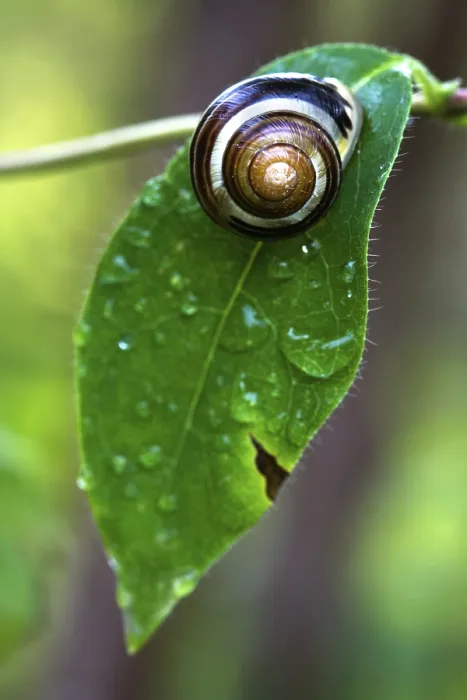 Gerahmter Druck : Schnecke auf Blatt Gerahmter Druck : Schnecke auf Blatt