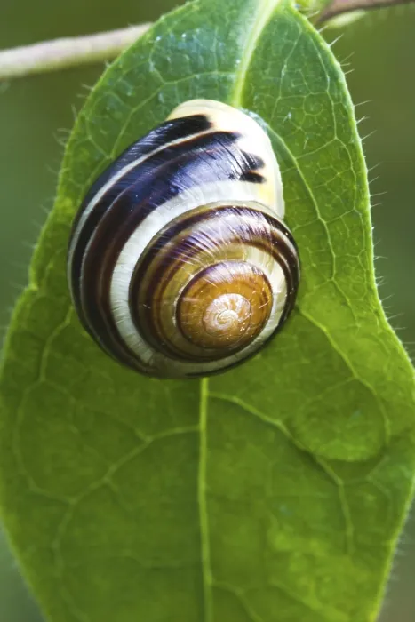 Gerahmter Druck : Schnecken auf Blatt Gerahmter Druck : Schnecken auf Blatt