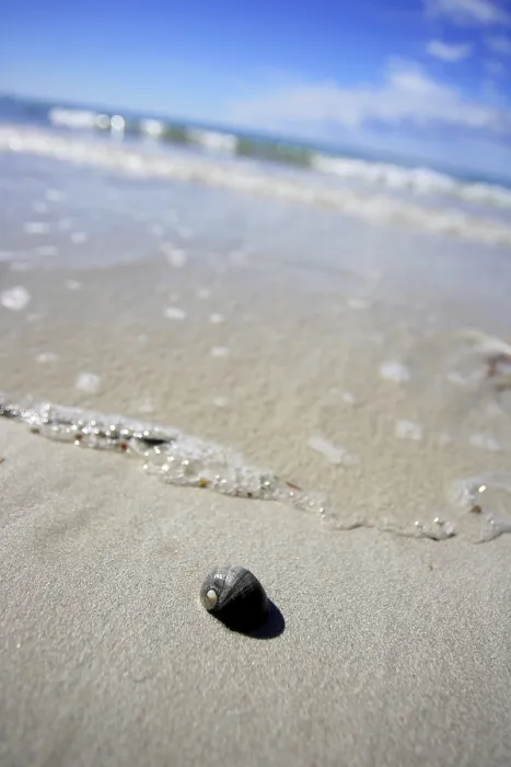 Gerahmter Druck : Schneckenhaus am Strand. Gerahmter Druck : Schneckenhaus am Strand.
