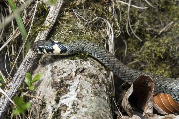 Gerahmter Druck : Schlange, Grasnatter (Natrix natrix) Gerahmter Druck : Schlange, Grasnatter (Natrix natrix)