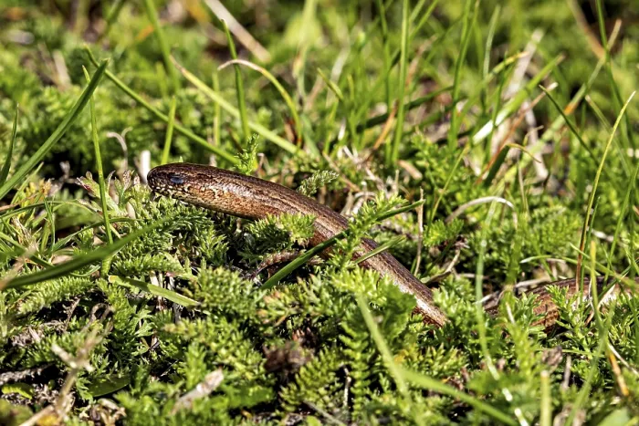 Gerahmter Druck : Ein Schlangen versteckt sich in dichtem Gras. Gerahmter Druck : Ein Schlangen versteckt sich in dichtem Gras.