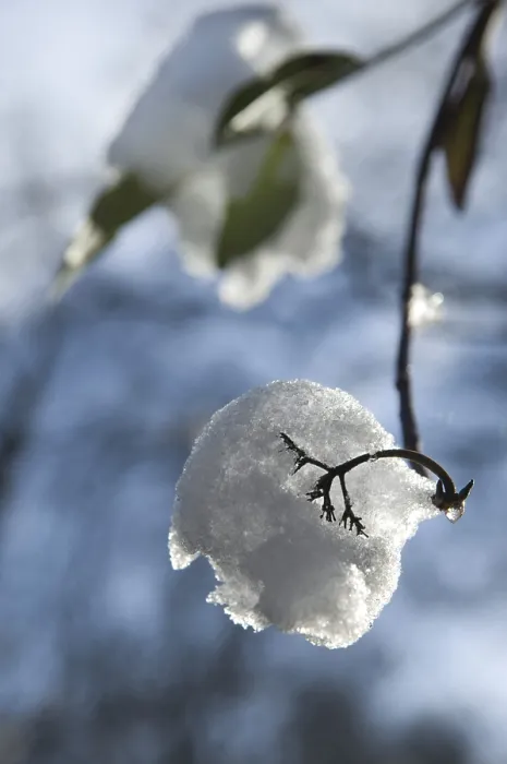 Gerahmter Druck : Schnee auf einem Ast. Gerahmter Druck : Schnee auf einem Ast.