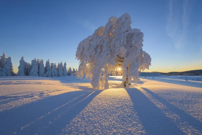 Gerahmter Druck : Schneebedeckter Buchenbaum, Winbuche. Gerahmter Druck : Schneebedeckter Buchenbaum, Winbuche.