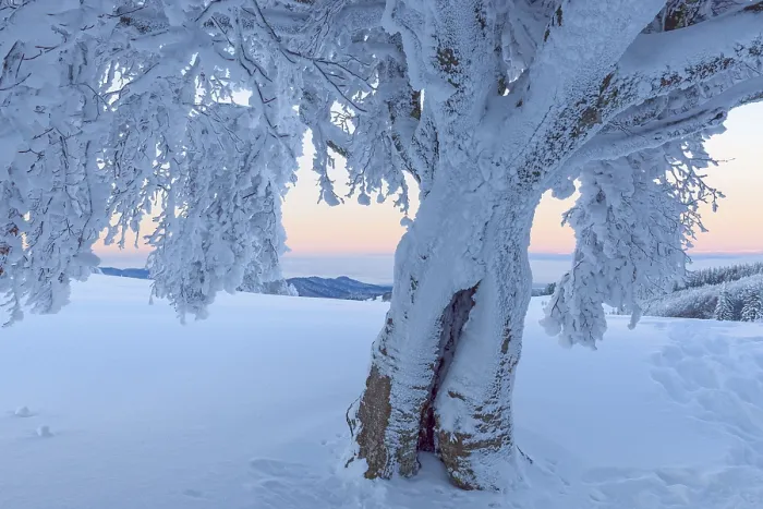Gerahmter Druck : Schneebedeckter Buchenbaum, Winbuche. Gerahmter Druck : Schneebedeckter Buchenbaum, Winbuche.