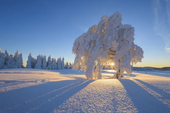 Gerahmter Druck : Schneebedeckter Buchenbaum, Winbuche. Gerahmter Druck : Schneebedeckter Buchenbaum, Winbuche.