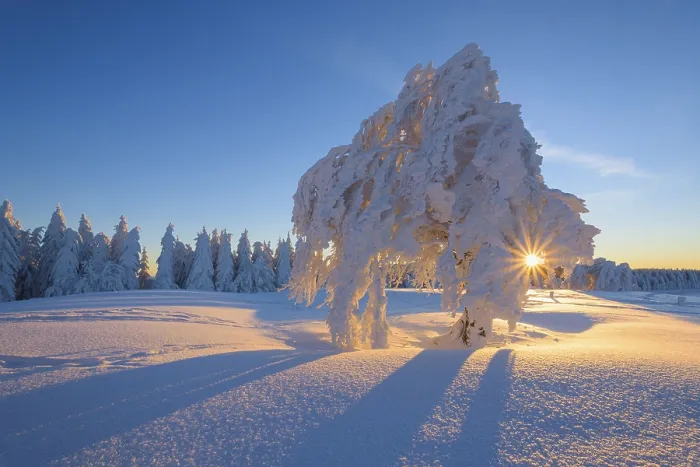 Gerahmter Druck : Schneebedeckter Buchenbaum, Winbuche. Gerahmter Druck : Schneebedeckter Buchenbaum, Winbuche.