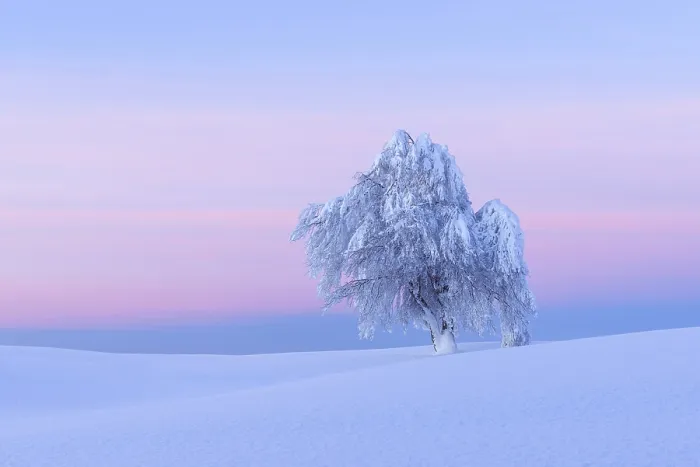 Gerahmter Druck : Schneebedeckter Buchenbaum, Winbuche. Gerahmter Druck : Schneebedeckter Buchenbaum, Winbuche.