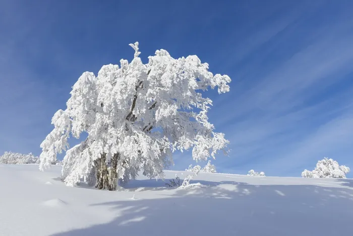 Gerahmter Druck : Schneebedeckter Buchenbaum, Winbuche Gerahmter Druck : Schneebedeckter Buchenbaum, Winbuche