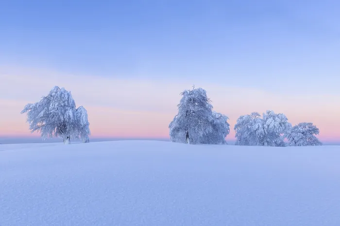 Gerahmter Druck : Schneebedeckte Buchen, Weißbuchen. Gerahmter Druck : Schneebedeckte Buchen, Weißbuchen.