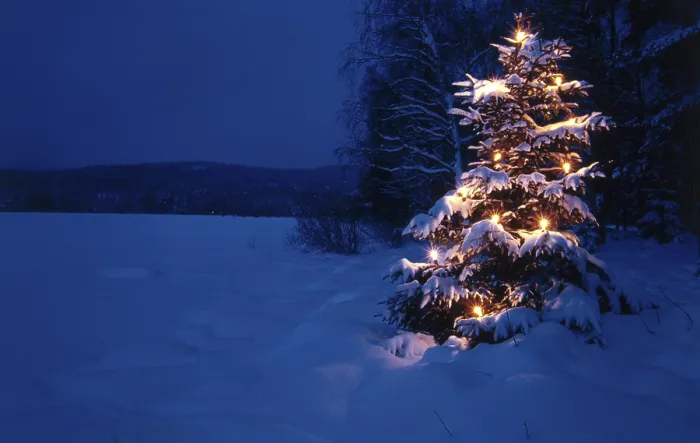 Gerahmter Druck : Schneebedeckter Weihnachtsbaum. Gerahmter Druck : Schneebedeckter Weihnachtsbaum.