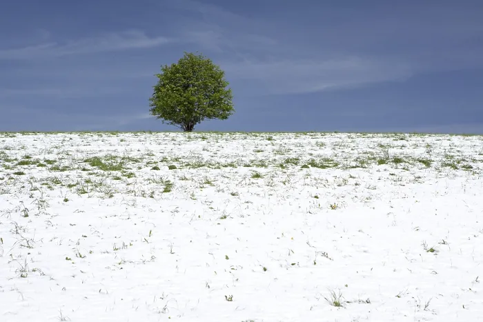Gerahmter Druck : Schneebewachsener Landschaft mit Baum. Gerahmter Druck : Schneebewachsener Landschaft mit Baum.