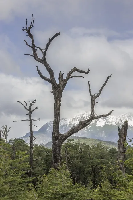 Gerahmter Druck : Schneebedeckte Berge und ein toter Baum. Gerahmter Druck : Schneebedeckte Berge und ein toter Baum.