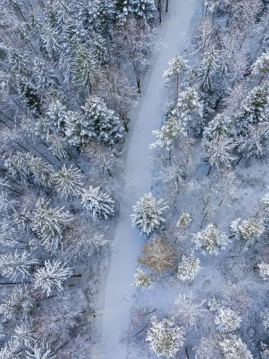 Gerahmter Druck : Schneeverkleideter Pfad durch eine Stille. Gerahmter Druck : Schneeverkleideter Pfad durch eine Stille.
