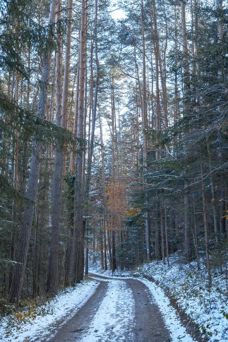 Gerahmter Druck : Schneeverkleidete Straße im Wald. Gerahmter Druck : Schneeverkleidete Straße im Wald.