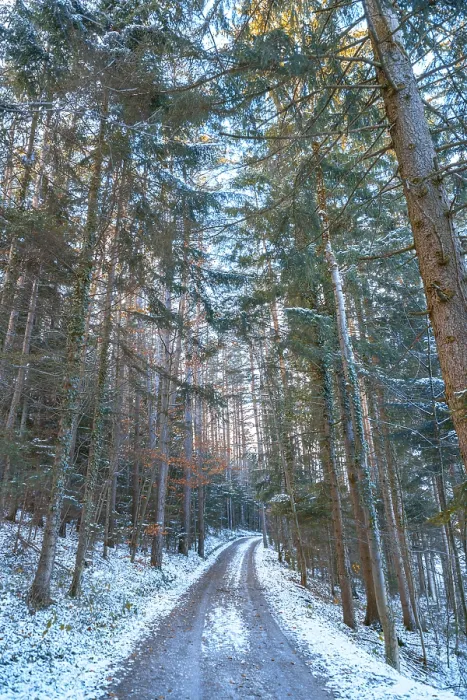 Gerahmter Druck : Schneeverkleidete Straße im Wald. Gerahmter Druck : Schneeverkleidete Straße im Wald.