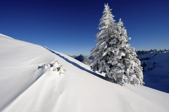 Gerahmter Druck : Schneebedeckter Fichte mit Bergkette. Gerahmter Druck : Schneebedeckter Fichte mit Bergkette.