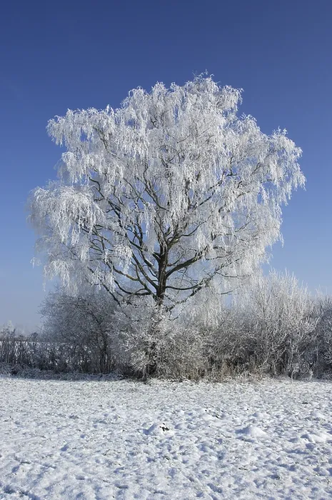 Gerahmter Druck : Schneebedeckter Baum. Gerahmter Druck : Schneebedeckter Baum.