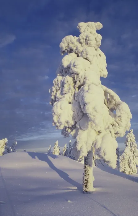 Gerahmter Druck : Schneebedeckter Baum Gerahmter Druck : Schneebedeckter Baum