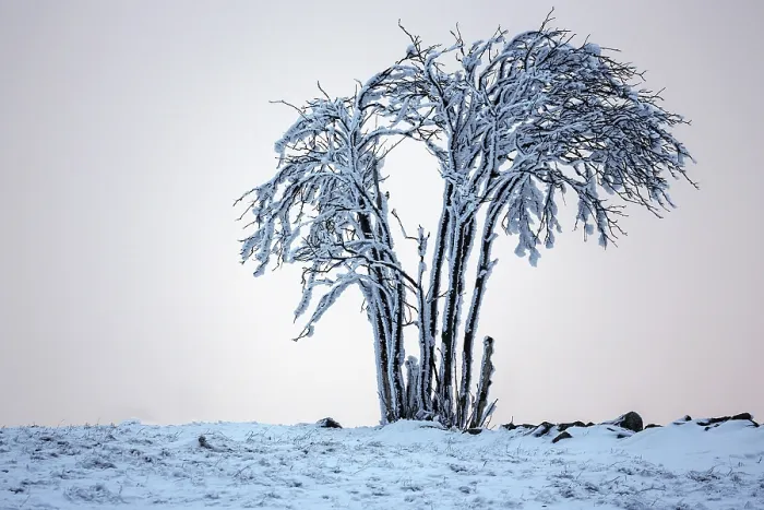 Gerahmter Druck : Bäum mit Schnee in der Abendbeleuchtung. Gerahmter Druck : Bäum mit Schnee in der Abendbeleuchtung.