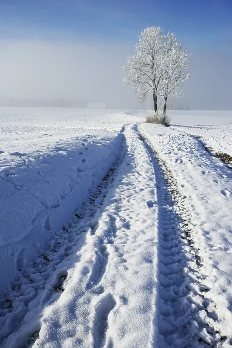Gerahmter Druck : Schneebedeckter Baum mit Feldweg. Gerahmter Druck : Schneebedeckter Baum mit Feldweg.