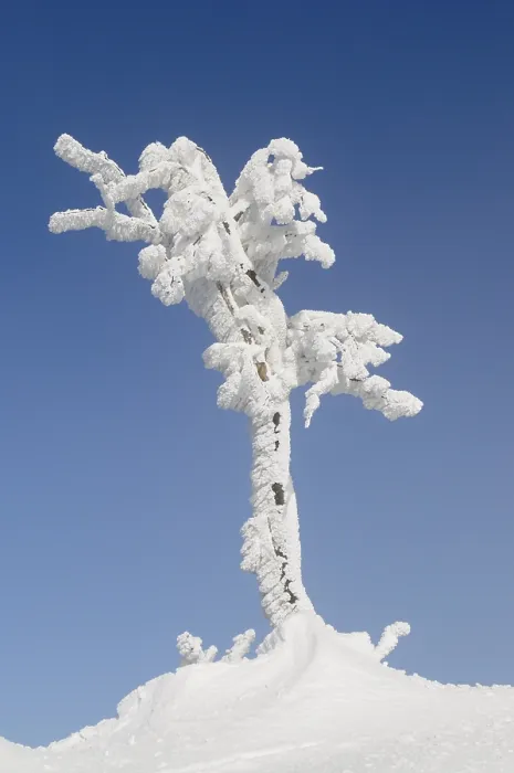 Gerahmter Druck : Schneebedeckter Baum auf dem Grat des Mt. Gerahmter Druck : Schneebedeckter Baum auf dem Grat des Mt.