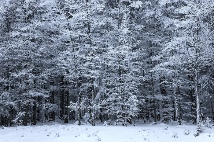 Gerahmter Druck : Schneebedeckte Bäume, Schwarzwald. Gerahmter Druck : Schneebedeckte Bäume, Schwarzwald.