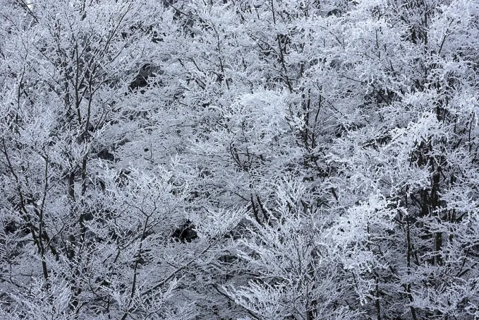 Gerahmter Druck : Schneebedeckte Bäume, Schwarzwald. Gerahmter Druck : Schneebedeckte Bäume, Schwarzwald.