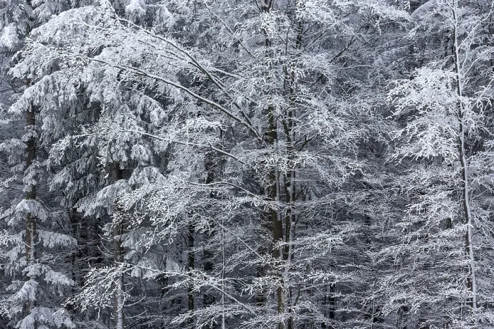 Gerahmter Druck : Schneebedeckte Bäume, Schwarzwald. Gerahmter Druck : Schneebedeckte Bäume, Schwarzwald.
