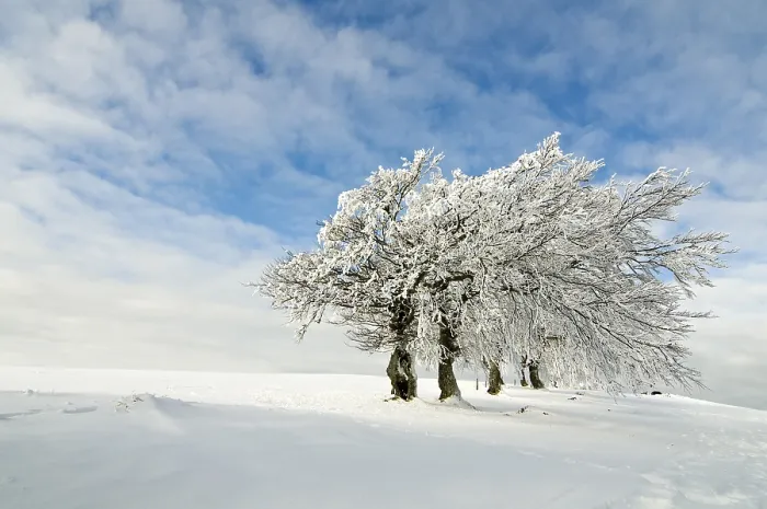 Gerahmter Druck : Schneebedeckte Bäume, blauer bewölkter Himmel. Gerahmter Druck : Schneebedeckte Bäume, blauer bewölkter Himmel.