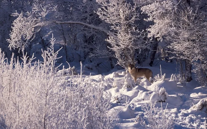Gerahmter Druck : Schneebedeckte Bäume und ein Hirsch. Gerahmter Druck : Schneebedeckte Bäume und ein Hirsch.