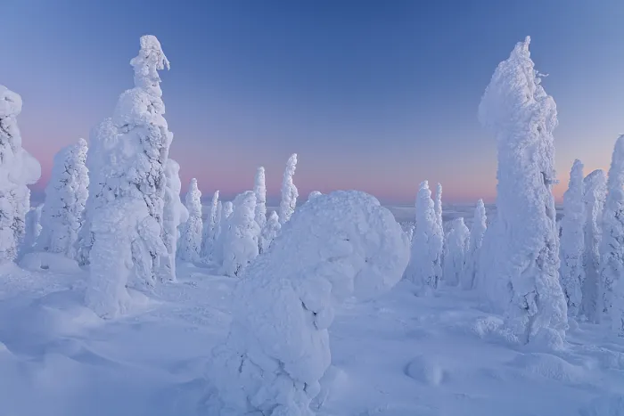 Gerahmter Druck : Bäume unter Schnee im Abendlicht. Gerahmter Druck : Bäume unter Schnee im Abendlicht.