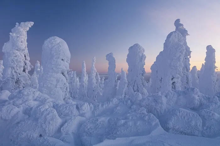 Gerahmter Druck : Schneebedeckte Bäume im Abendlicht. Gerahmter Druck : Schneebedeckte Bäume im Abendlicht.