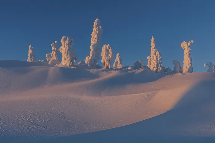 Gerahmter Druck : Schneebedeckte Bäume im Abendlicht. Gerahmter Druck : Schneebedeckte Bäume im Abendlicht.