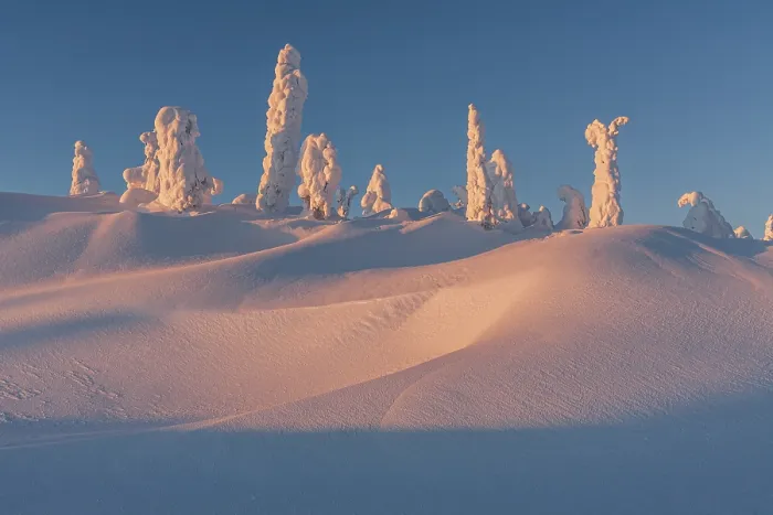 Gerahmter Druck : Schneebedeckte Bäume im Abendlicht. Gerahmter Druck : Schneebedeckte Bäume im Abendlicht.