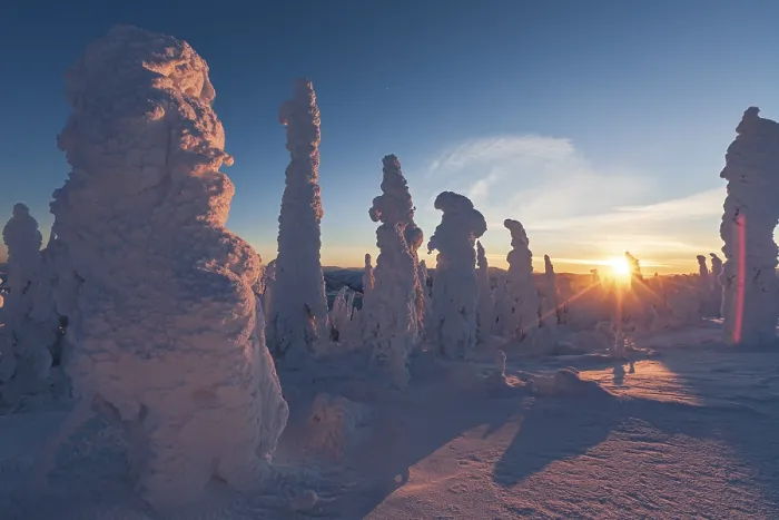 Gerahmter Druck : Schneebedeckte Bäume im Abendlicht. Gerahmter Druck : Schneebedeckte Bäume im Abendlicht.