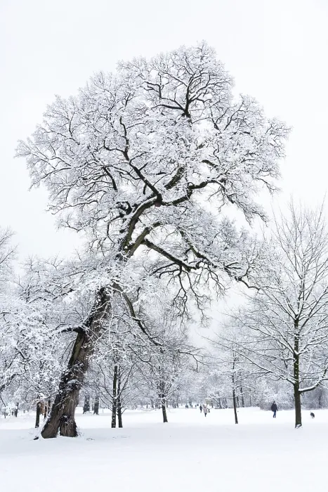 Gerahmter Druck : Schneebedeckte Bäume im Park. Gerahmter Druck : Schneebedeckte Bäume im Park.