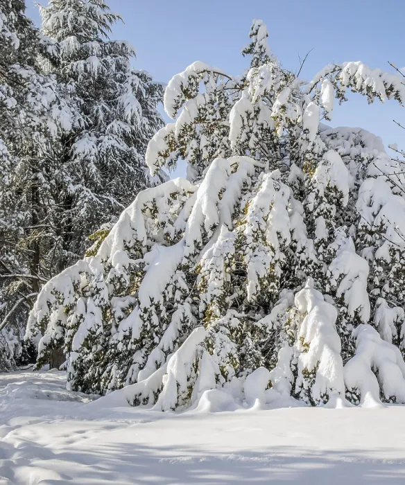 Gerahmter Druck : Schneebedeckte Bäume und Sträucher. Gerahmter Druck : Schneebedeckte Bäume und Sträucher.