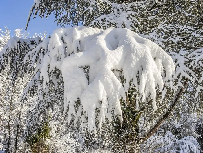 Gerahmter Druck : Schneebedeckte Bäume und Sträucher. Gerahmter Druck : Schneebedeckte Bäume und Sträucher.