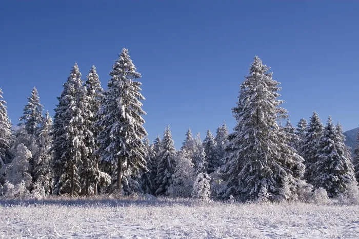 Gerahmter Druck : Schneebedeckte Bäume im Winter. Gerahmter Druck : Schneebedeckte Bäume im Winter.